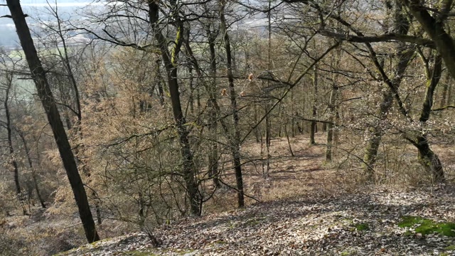 Wald Zeitraffer
